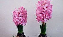 第一次养风信子