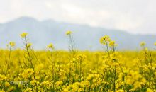 秋天的乡村生活