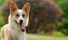 调皮可爱的小狗