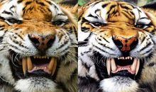 我的同桌“属老虎”