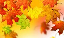 梧桐飘落的深秋