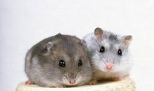 仓鼠给我的启示