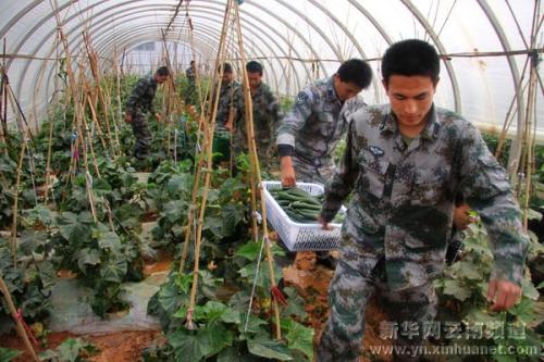 在菜园里采摘蔬菜