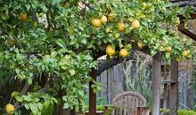 花园里的新鲜事