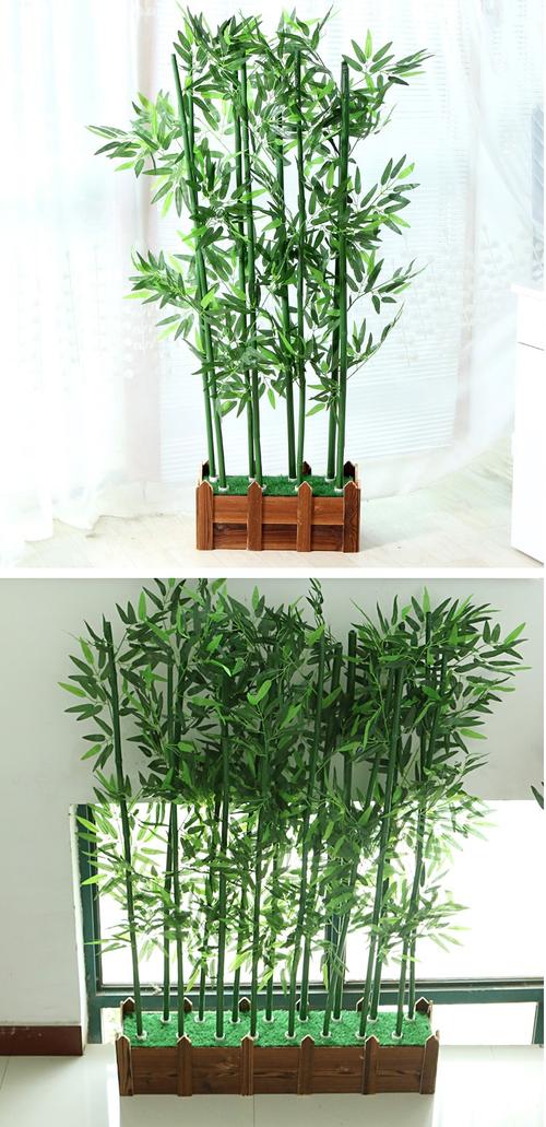 我家门前的竹子