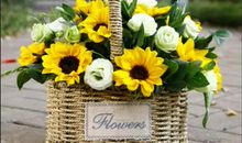 向日葵“老师”