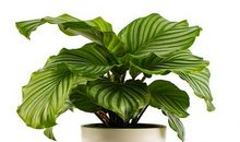 最喜欢的一种植物