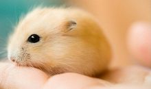 我喜欢小仓鼠的作文