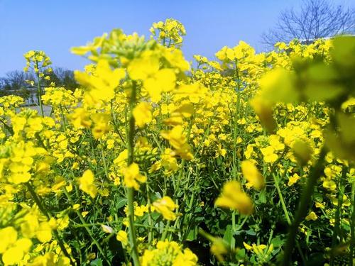 花在灵魂上