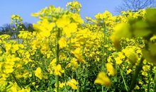 开在心灵上的花