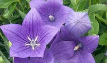 我最爱的一种植物