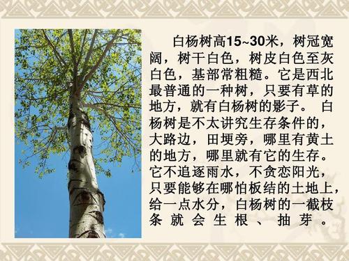我心中的白杨
