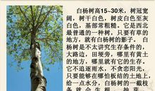 我心中的白杨