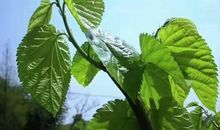 我与门前桑树的故事