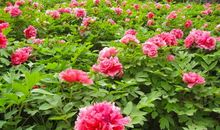 国色天香真牡丹