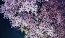 忘不了那棵樱花树下