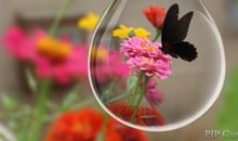 我与蝴蝶再次相遇