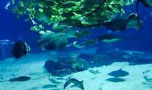 游珠海海洋王国