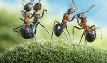 蚂蚁身上的科学