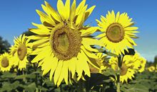 绽放在我心中的向日葵