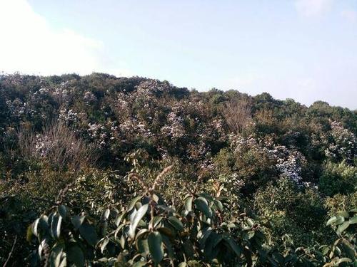 杨梅山