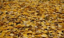 又是一年秋来到