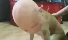 令人畏惧的“冰原狼”