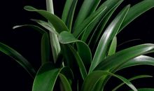 我最喜欢的朱顶红花