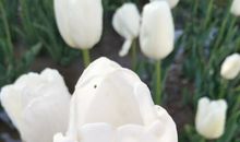 让祖国的花朵迎风绽放