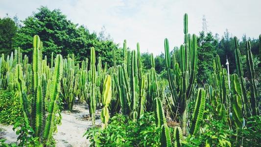 厦门万石植物园