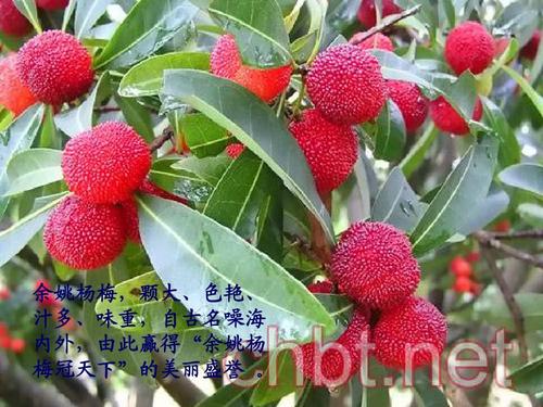 美丽的余姚