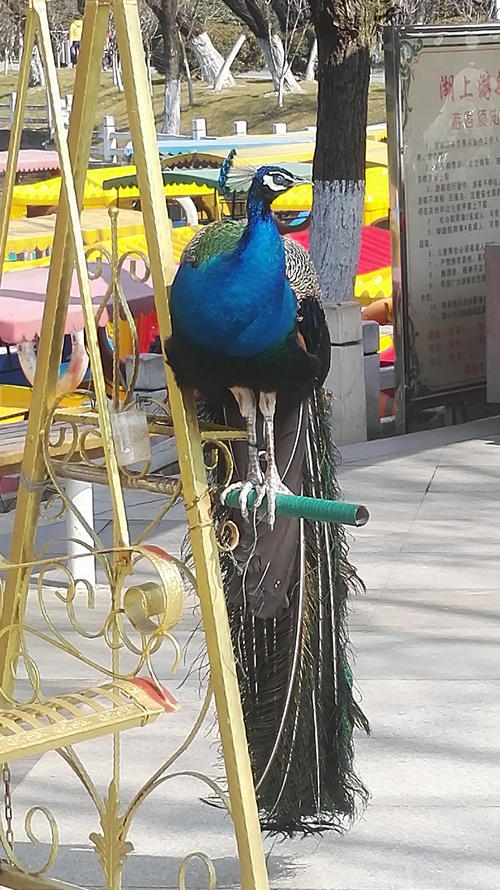 游初秀花园