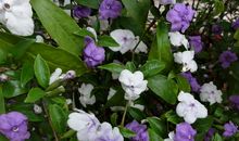 如茉莉凋零开放