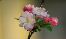 春的使者－－海棠