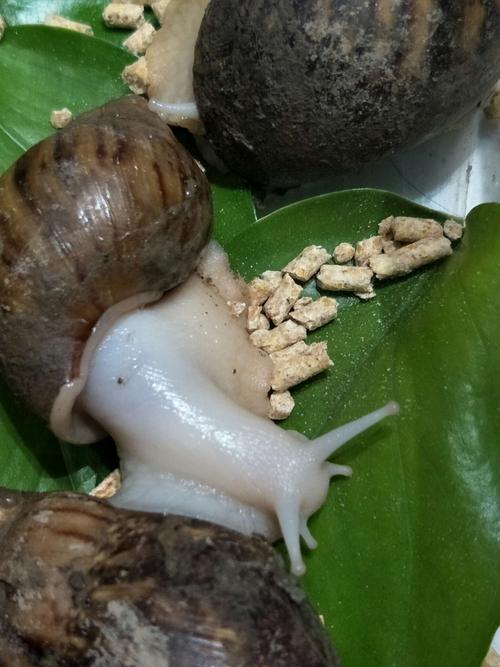 小蜗牛观察日记