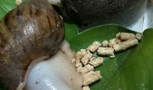 小蜗牛观察日记