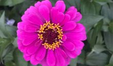 校园里的“小花”