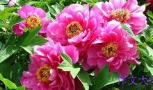 描写牡丹花的作文