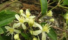 岩石缝中的种子