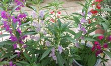 一株凤仙花的故事