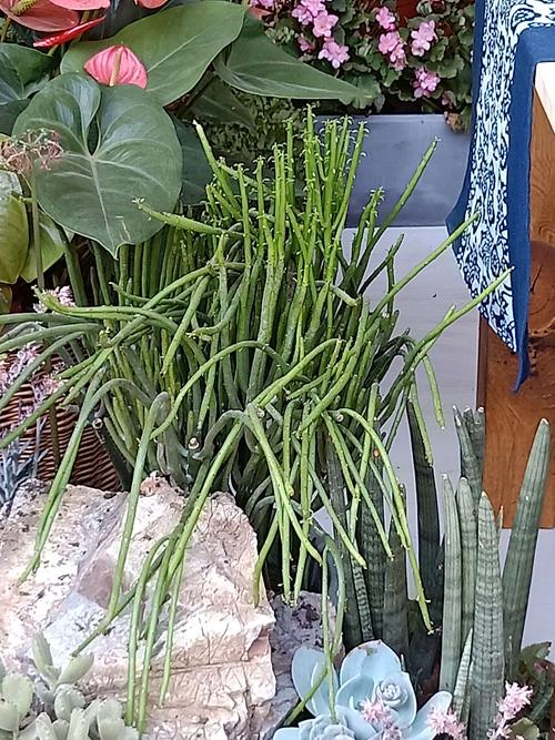 美丽的绿色珊瑚