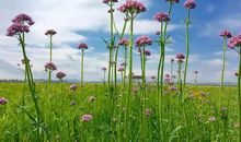 还小河一个清净的容颜