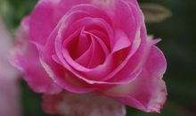 花中皇后－－月季花