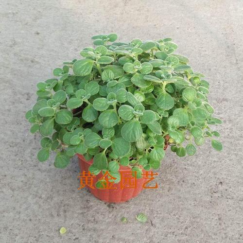 淡淡的四个季节