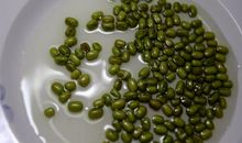 观察日记四则绿豆