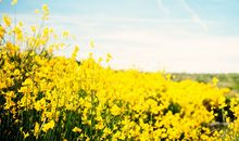 盛开的油菜花