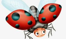 我发现了七星瓢虫的秘密