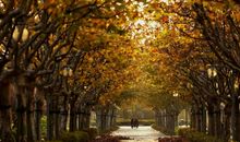 想起了奶奶的梧桐树