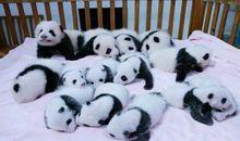 我们家的“大熊猫”