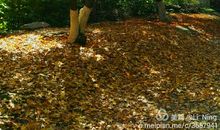 那一抹灿烂的黄